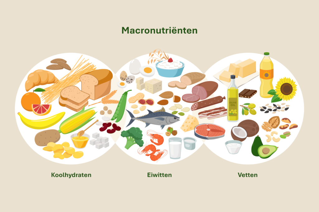 Voeding bestaat uit drie macronutriënten: Koolhydraten, eiwitten en vetten